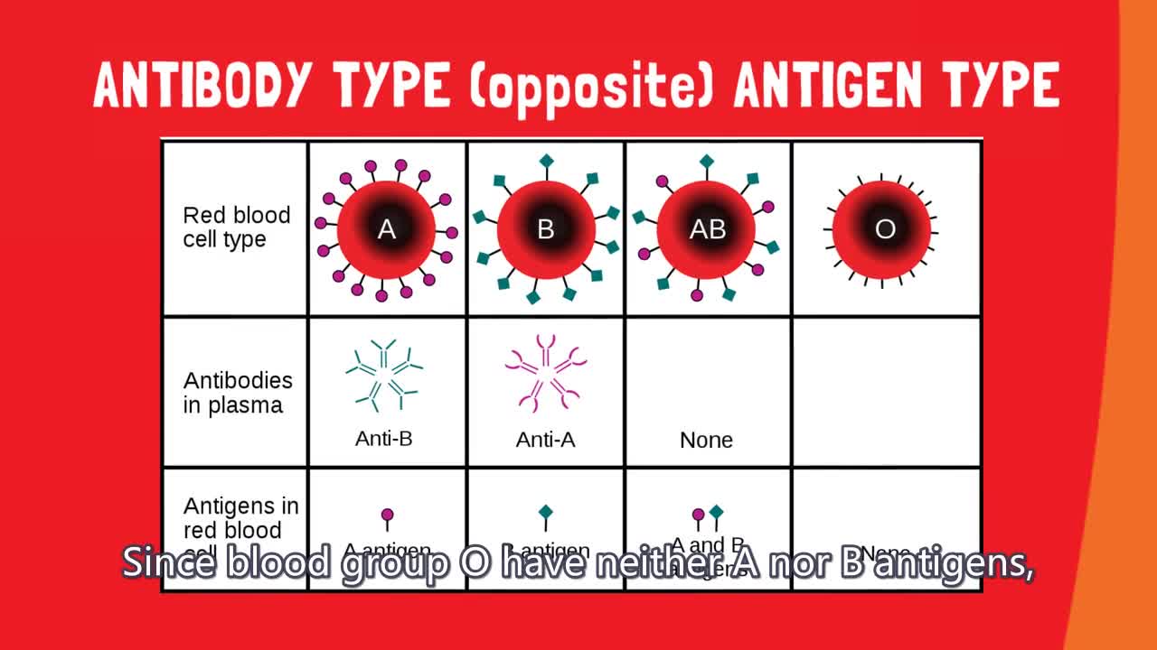 [Quick guide] Blood grouping and matching explained