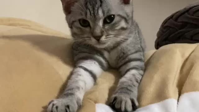 Cat don't want to sleep