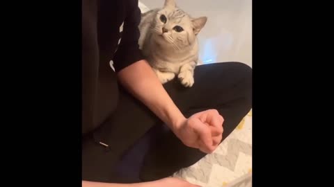 Best Funny Animal Videos Of🤣 The 2023 Funniest Cats And Dogs Videos🙀😍