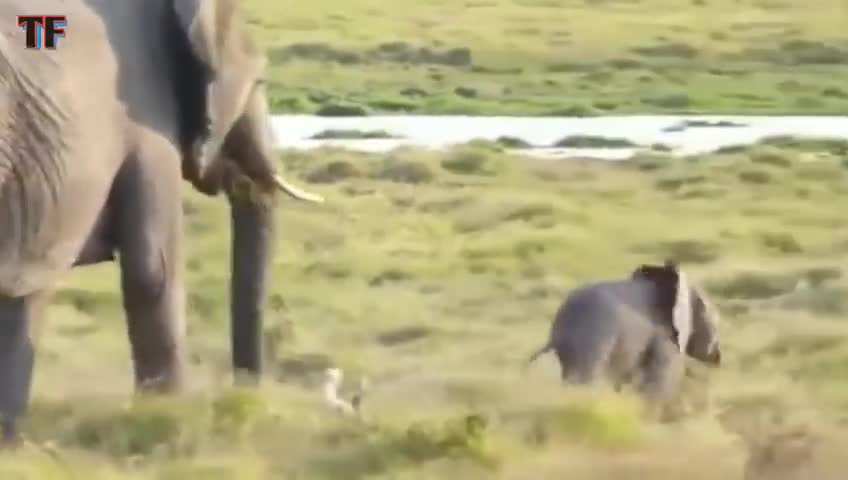 Funny animals video