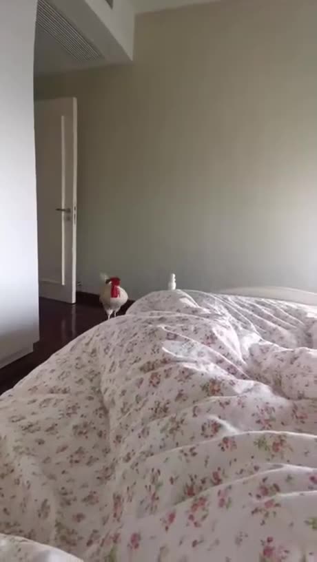 @Funny When your food is calling you . 😁😂 🐔🍗