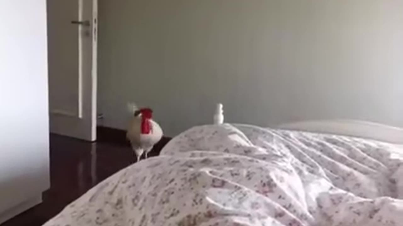 @Funny When your food is calling you . 😁😂 🐔🍗