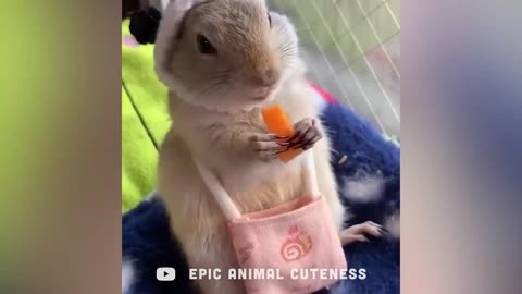 😂Too Cute Baby Animals Eating Food ASMR - Nom Nom 🍔🍉