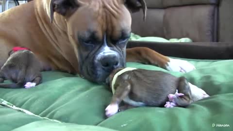 Amazing Dog giving birth while standing