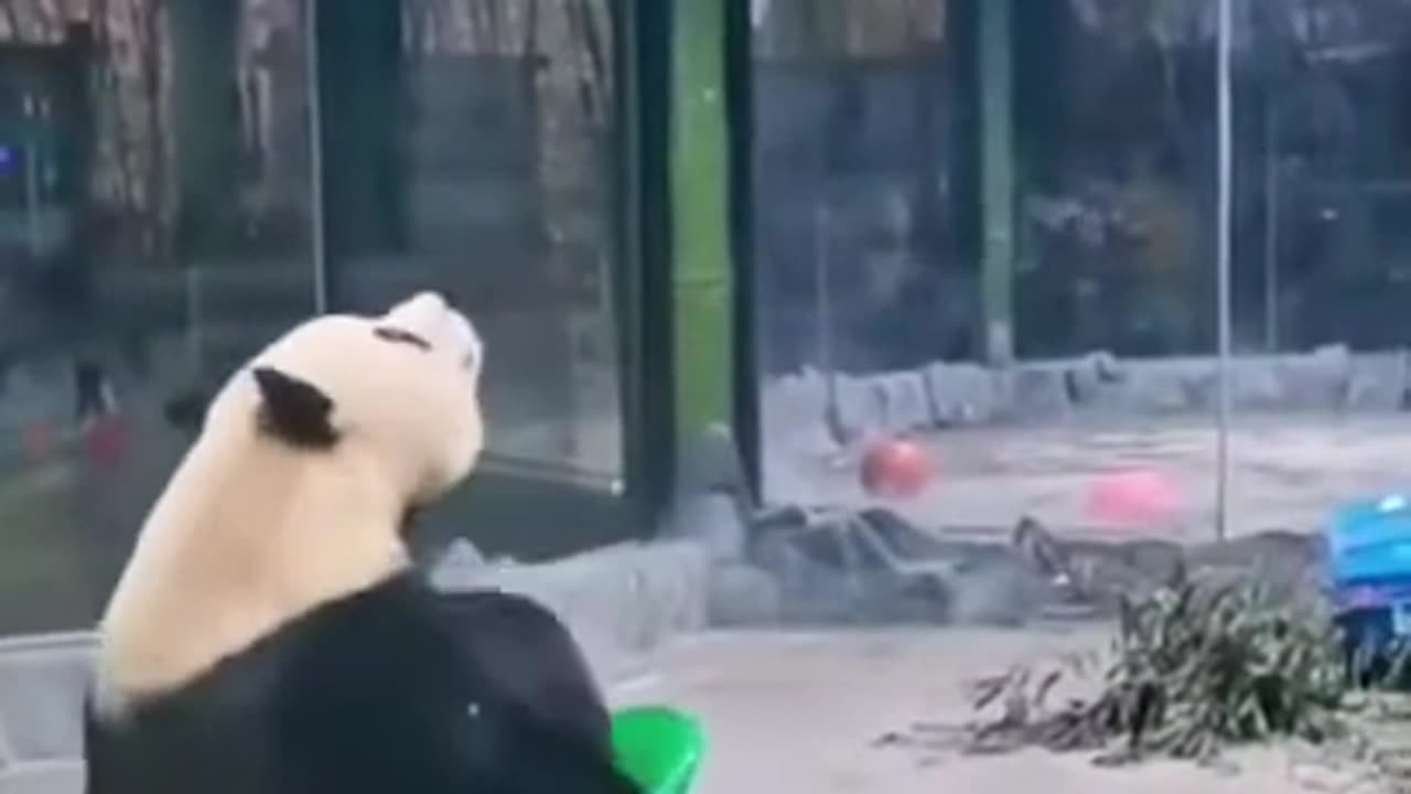 FUNNY animals video