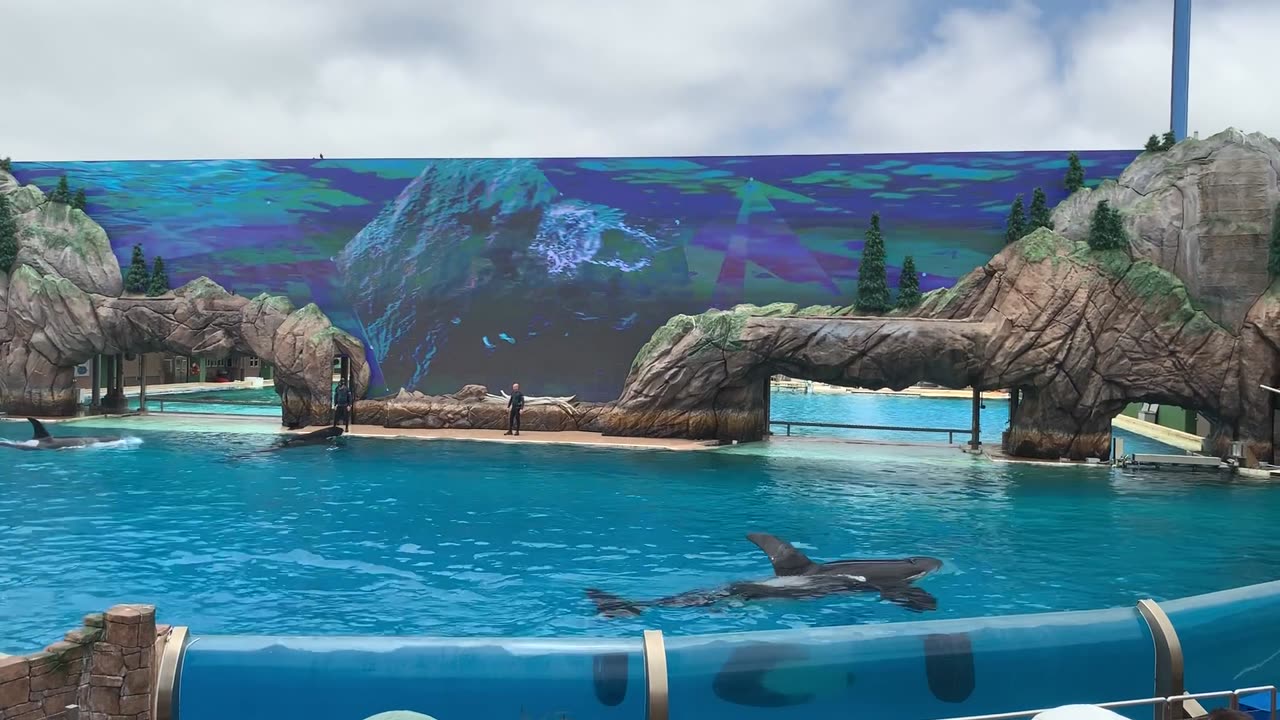 Killer whales show in SEA WORLD - SAN DIEGO -CALIFORNIA