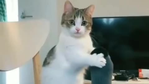 Funny Cat, Funny Pets