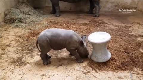 Cute baby Rinos playing with their mother