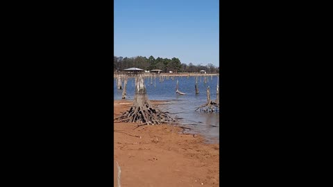 Lake Fork Stumps