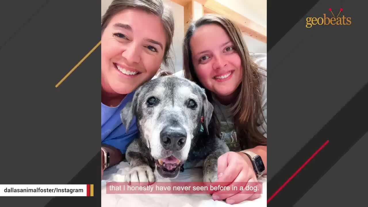 Someone left this deaf senior dog at the shelter. A family gave her another chance