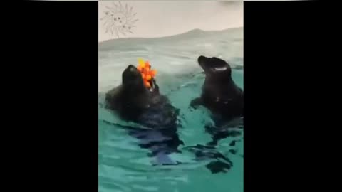 New funny animals