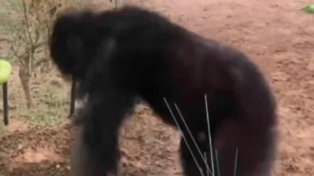 The Daily Routine of gorillas