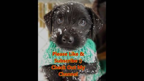 Cute anda funny pets/try to lamgh tô these pets complication #7 cutest lands