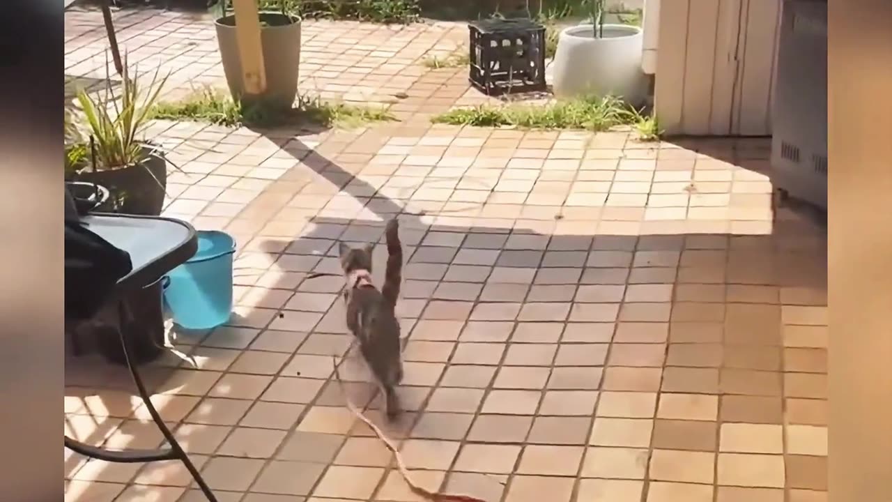 Cats with extraordinary skills