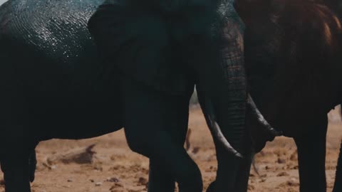 Elephant is a friendly animal children like him very mucg