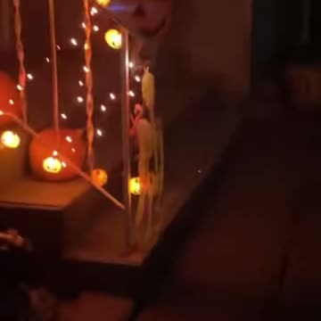 Green. Edmonton Canada eyes CAT sits on a pumpkin