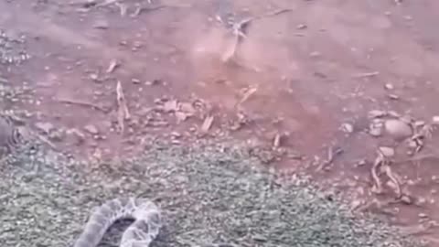 Funny Animals🤣🤣🤣