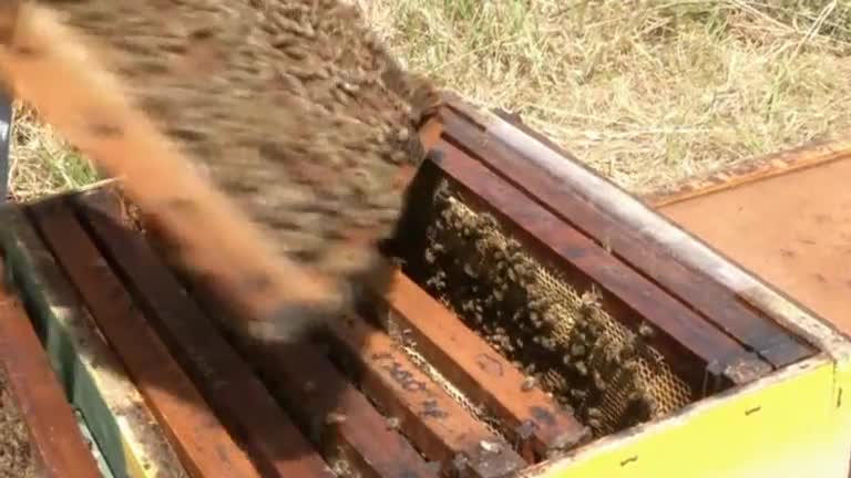 “Plan Bee” creates buzz around Chile's struggling bee population