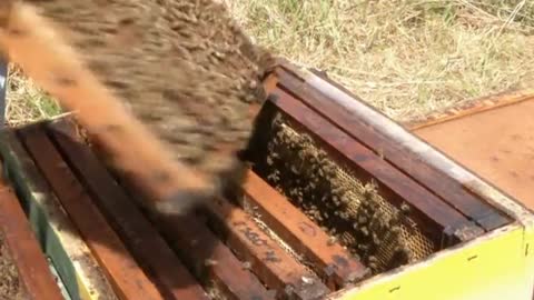 “Plan Bee” creates buzz around Chile's struggling bee population