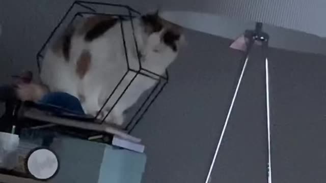 How did the cat even get into that contraption in the first place 😭 🎥 contentbible