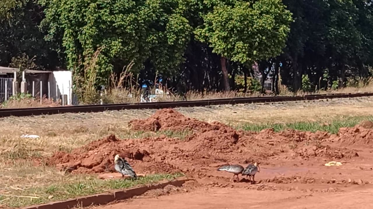 Curicacas, Moradoras Ilustres da Cidade.