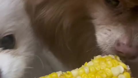 The dog's lover is corn