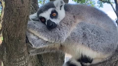 The lemur