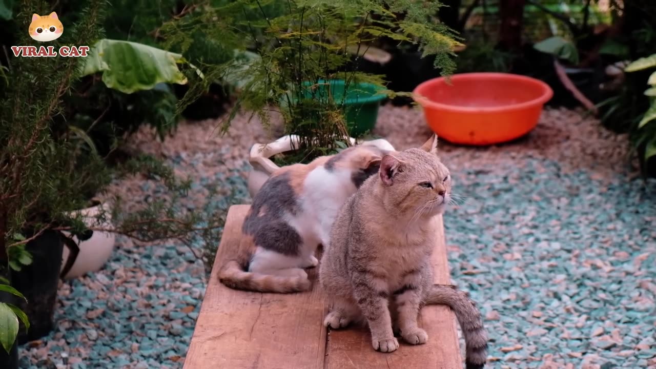 4k Quality Animal Footage - Cats and Kittens Beautiful Scenes - Viral Cat cute cats