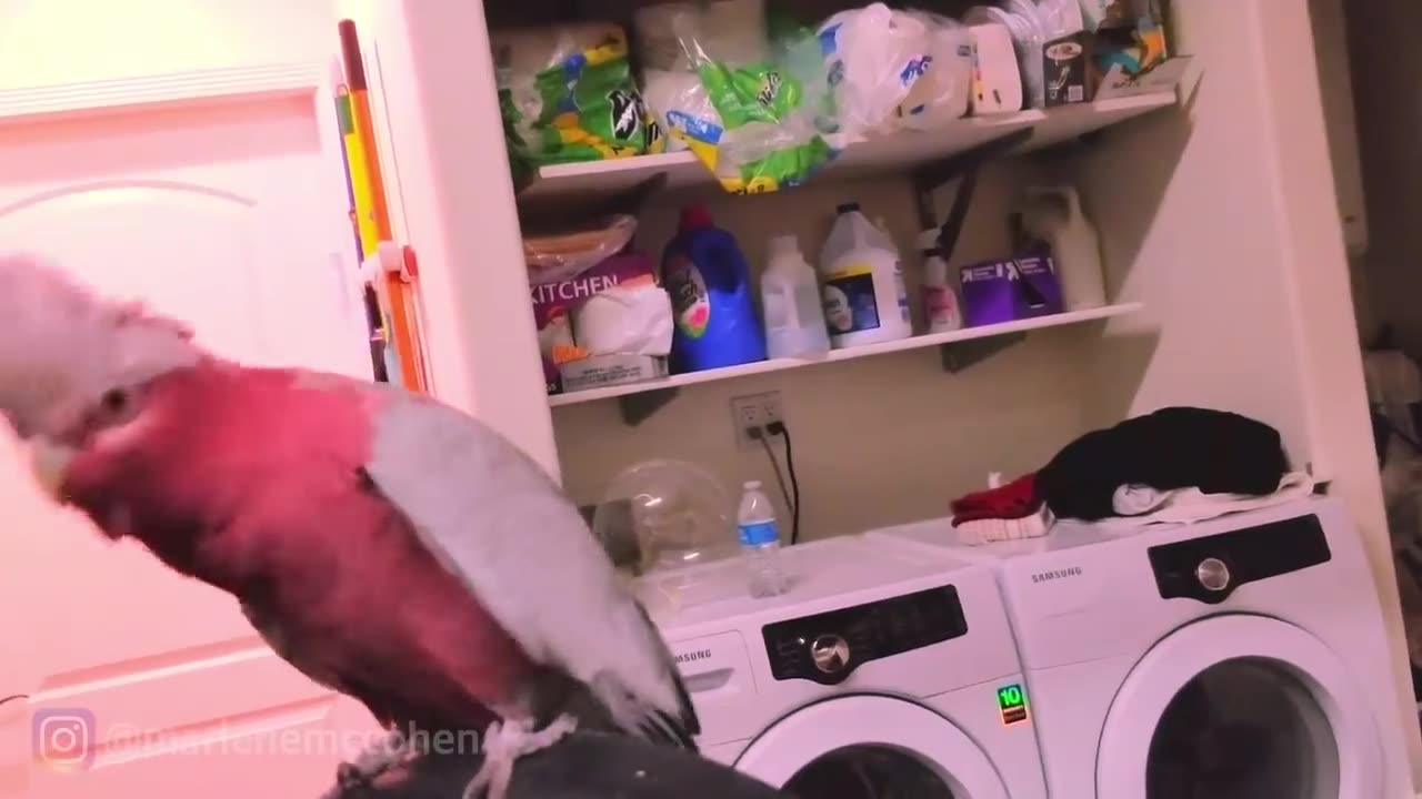 WORLD BEST DANCING PARROT!