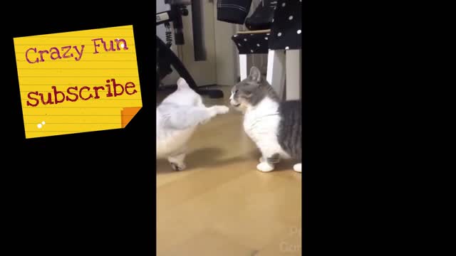 Funny Cats