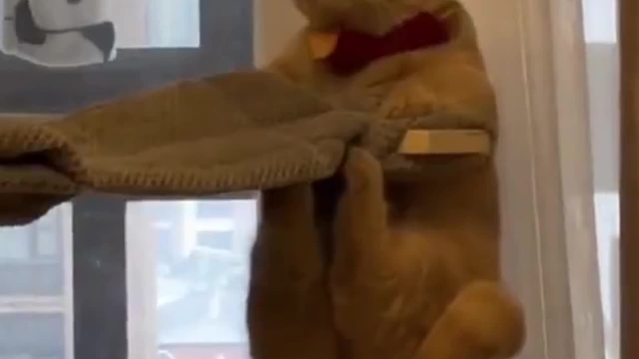 Hilarious Cat Antics Caught on Camera"
