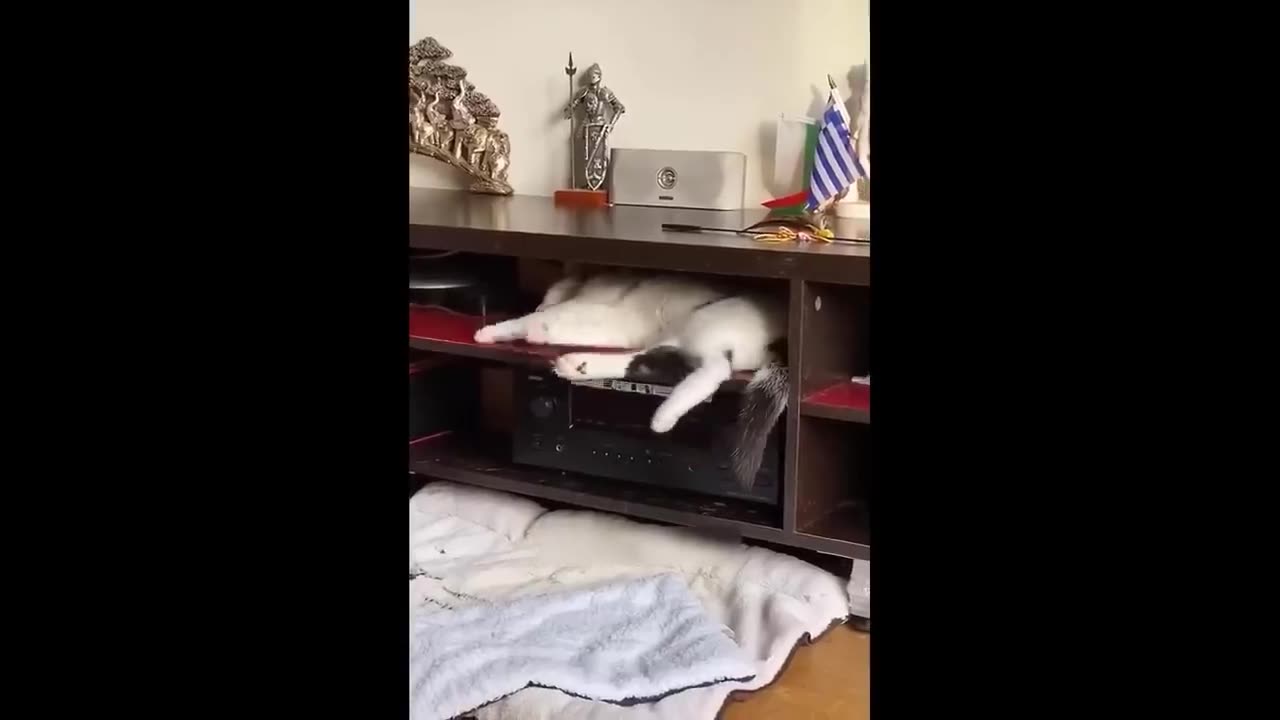 1 Hour Trending Funny Dogs And Cats Videos 😂 Funniest Cats and Dogs 😸🐶