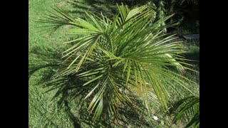 Coconut Domestication
