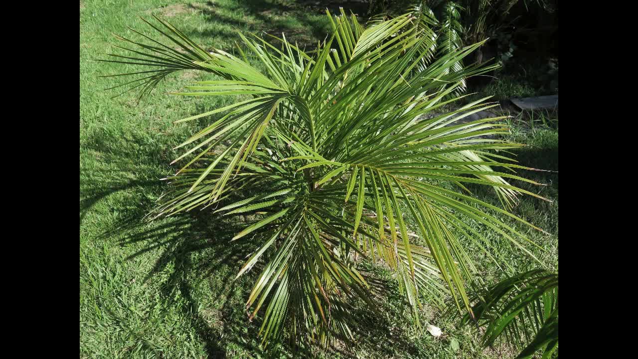 Coconut Domestication