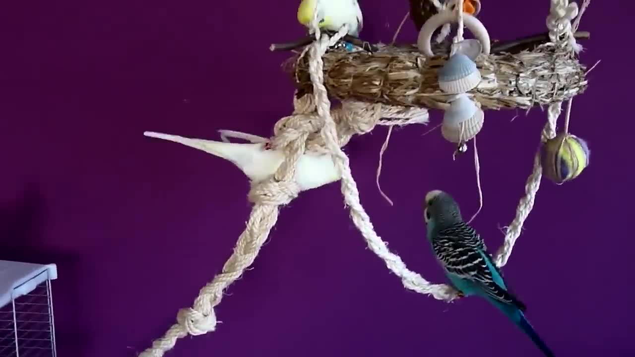 Budgies and Cockatiel Birds Playing and Feeding