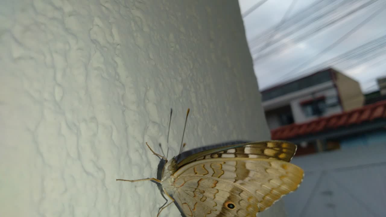 Borboleta 🦋