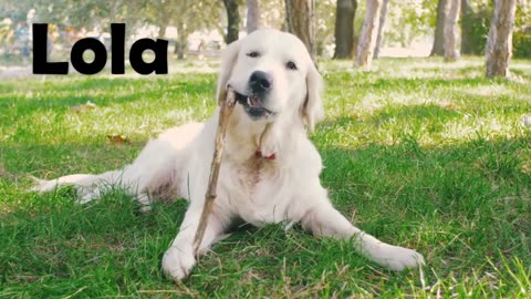 Top 10 Most Popular Dog & Puppy Names in 2023
