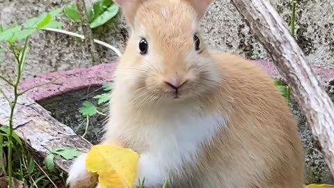 Just A Adorable Baby Rabbit 2023