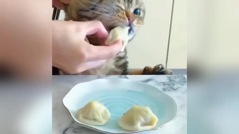 Cat comedy