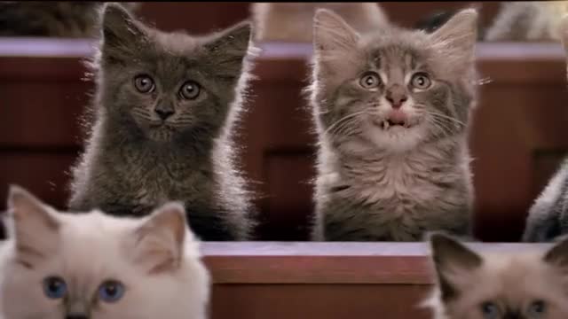 Understanding Kitten Body Language and Communication _ Kitten Kollege_3
