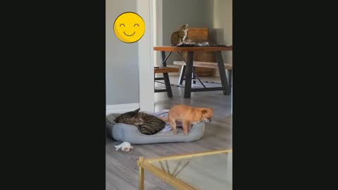Cute Cat and Dog Together