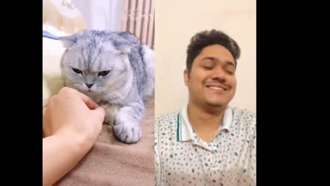 cute animal videos cute cats video cute
