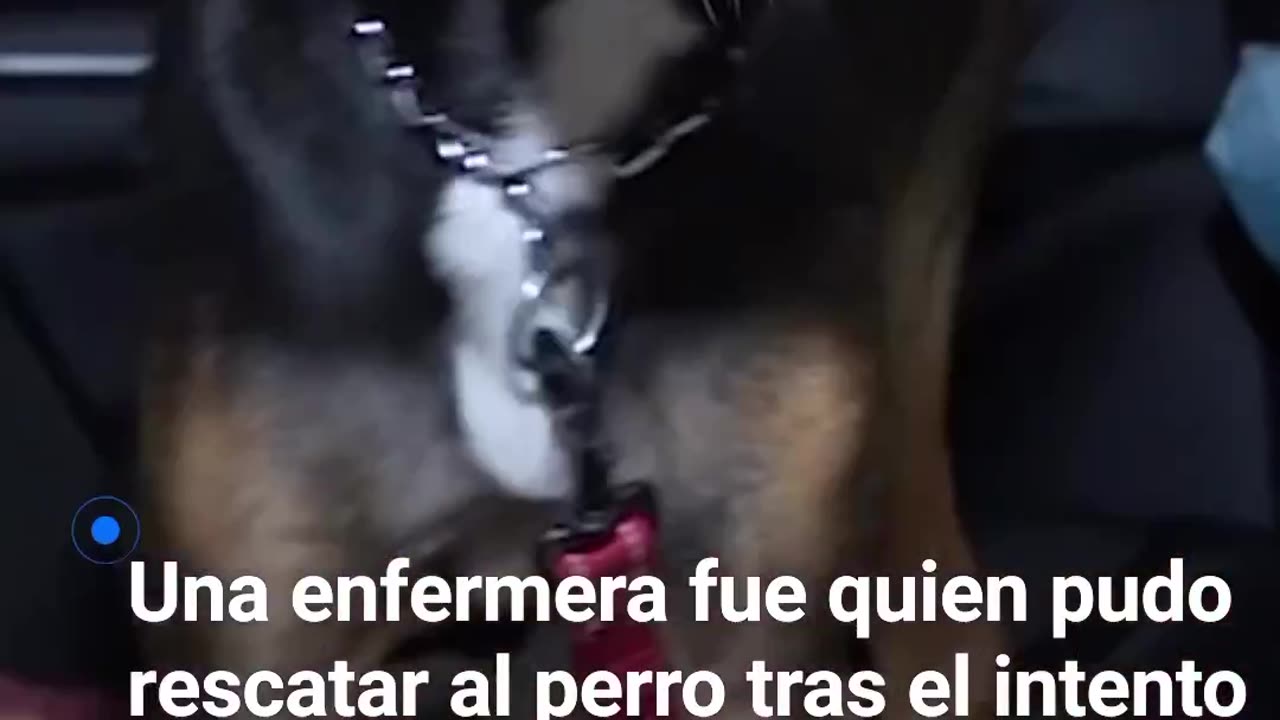 Perrito salvado de ser atropellado!!!