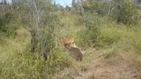 Dingo vs Kangaroo | The Animal World