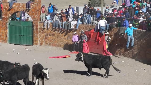Bull Escapes Causing Chaos in Crowded Procession