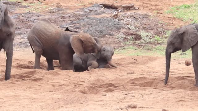 Elephants Playing In The Sandbox