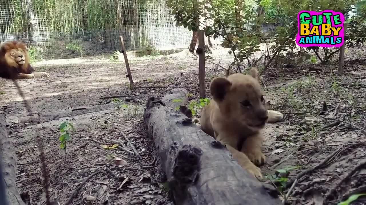 Dad Always Take Care and Playing With His Adorable Lion Cubs