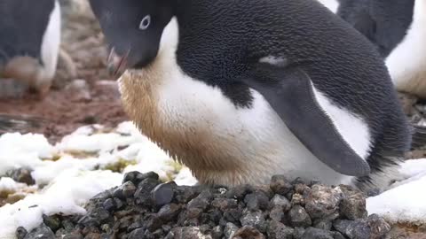 Adélie Penguins use pebbles to build nests. When the snow melts, water runs away from the nest.