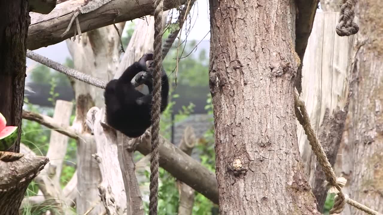 Gorillas get watermelon treats!