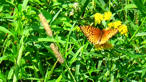 Fritillary Butterfly